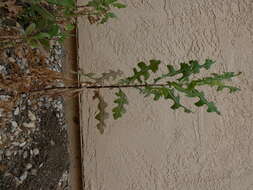 Image of prickly lettuce