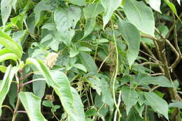 Image of fiveleaf yam