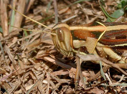 Image of Cyrtacanthacris tatarica (Linnaeus 1758)