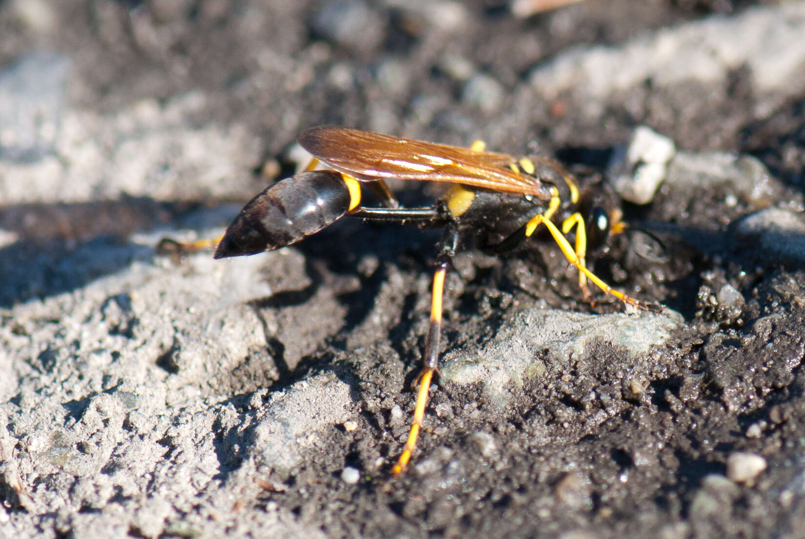 Image of mud daubers