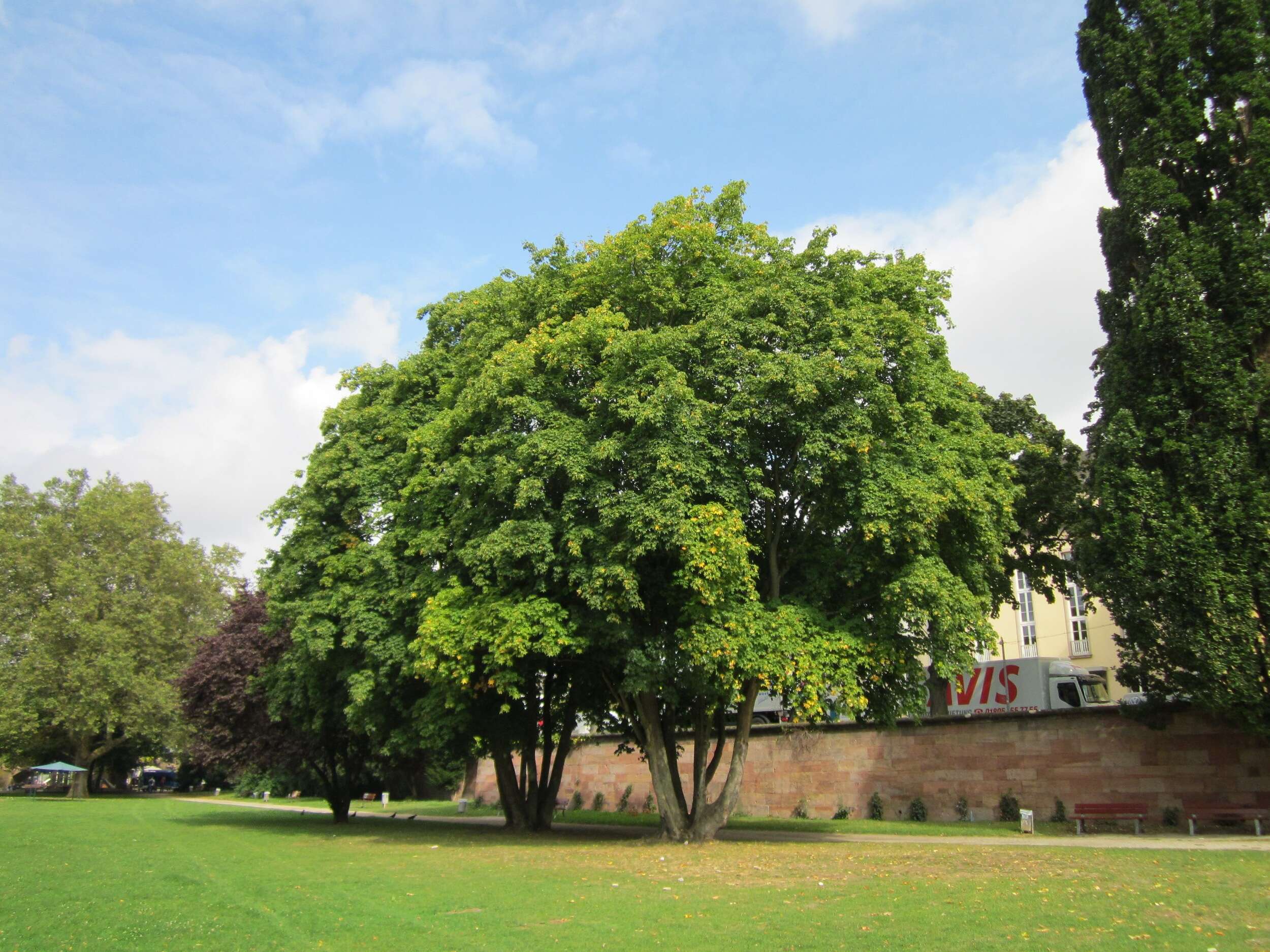 Image of Norway Maple