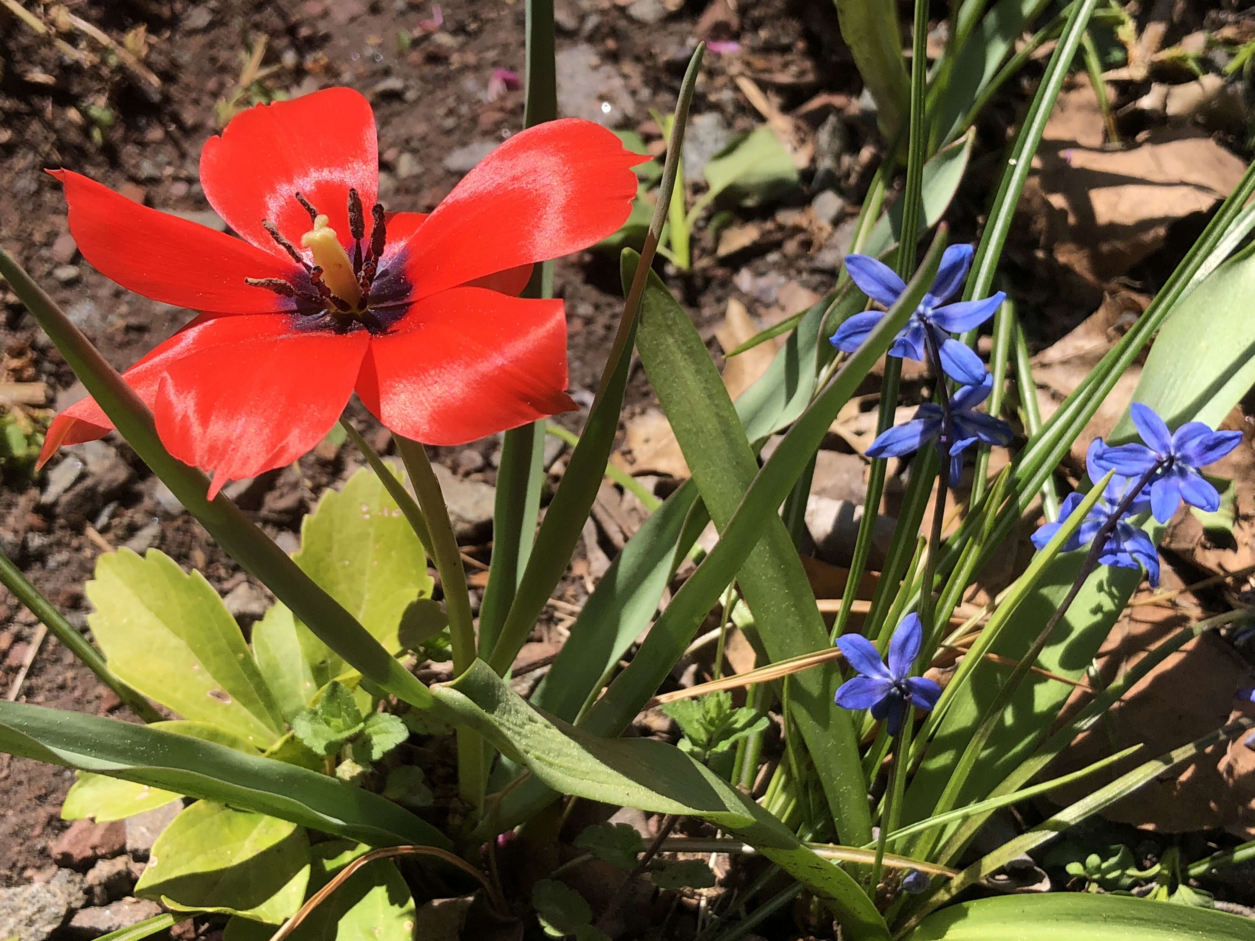 Image of Tulipa linifolia Regel