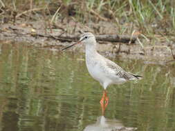 Image of Spotted Redshank