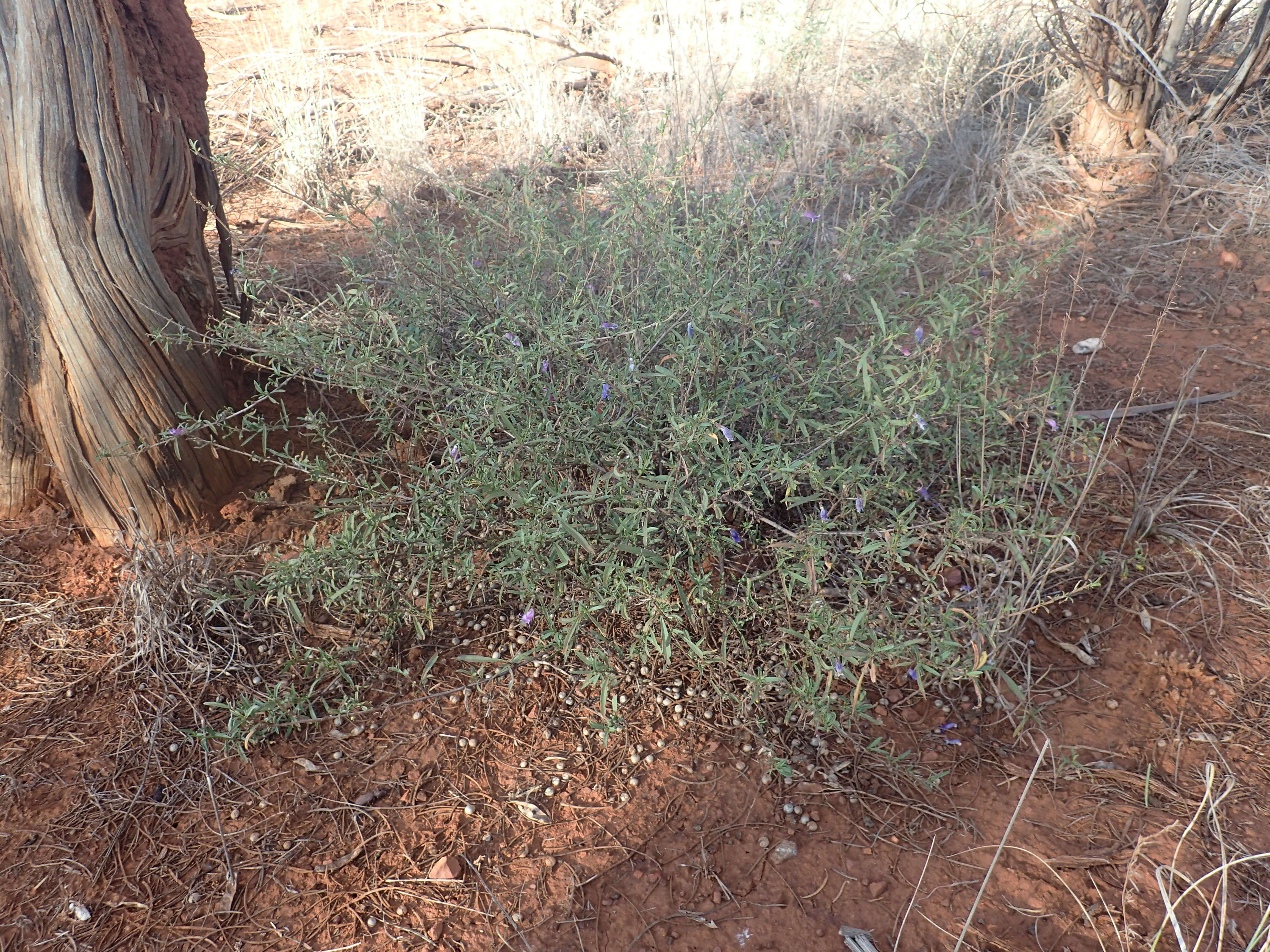 صورة Eremophila lanceolata Chinnock