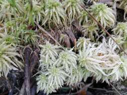 Image of sphagnum