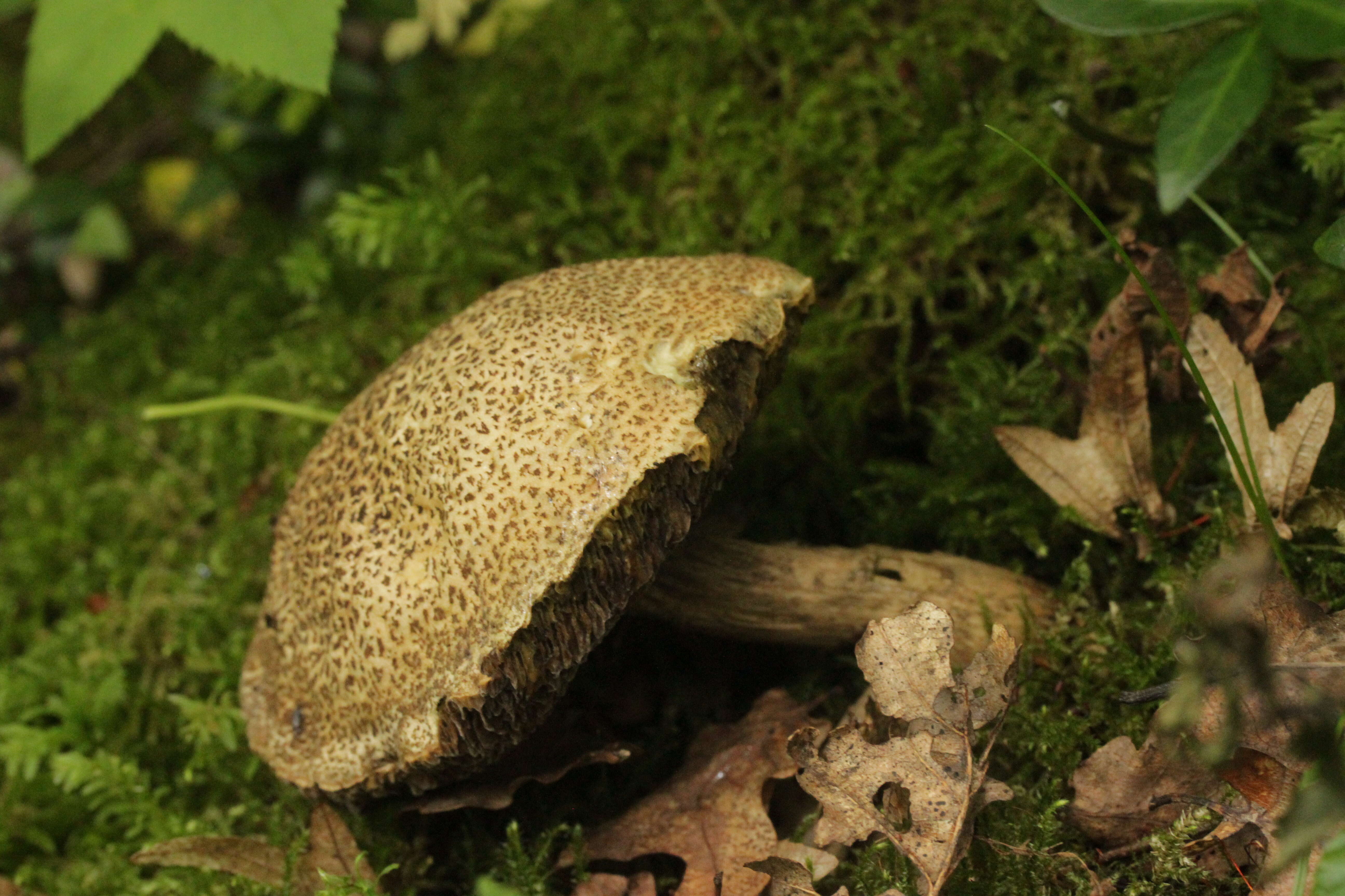 Image of Xerocomellus porosporus (Imler ex Watling) Šutara 2008