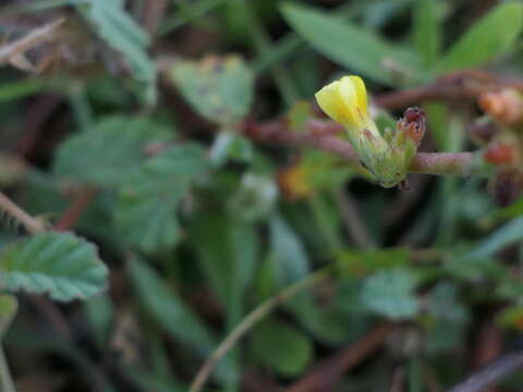 Imagem de Waltheria indica L.