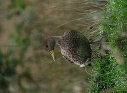 Image of Yellow-billed Pintail