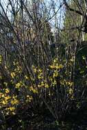 Forsythia ovata Nakai resmi