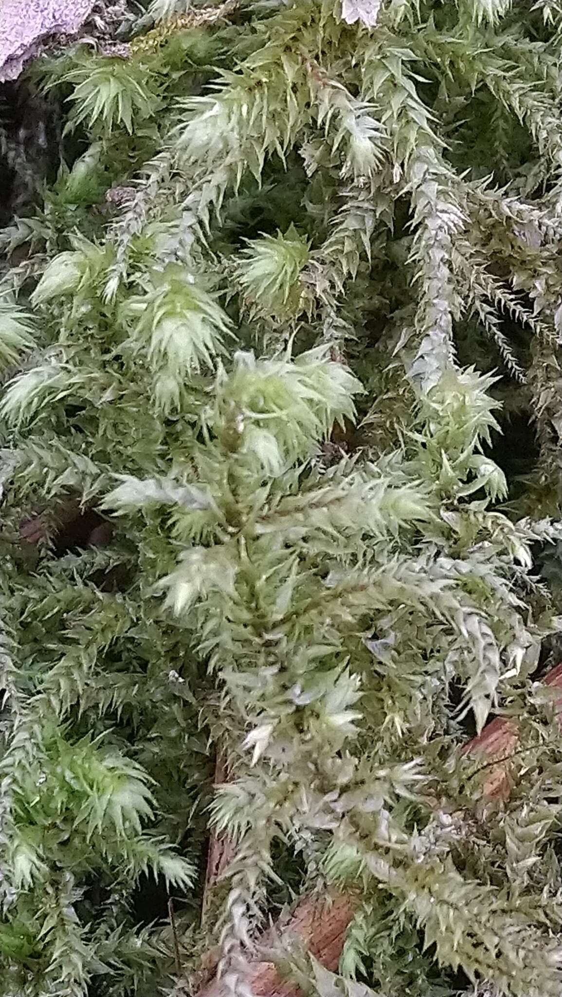 Image of Electrified Cat's Tail Moss