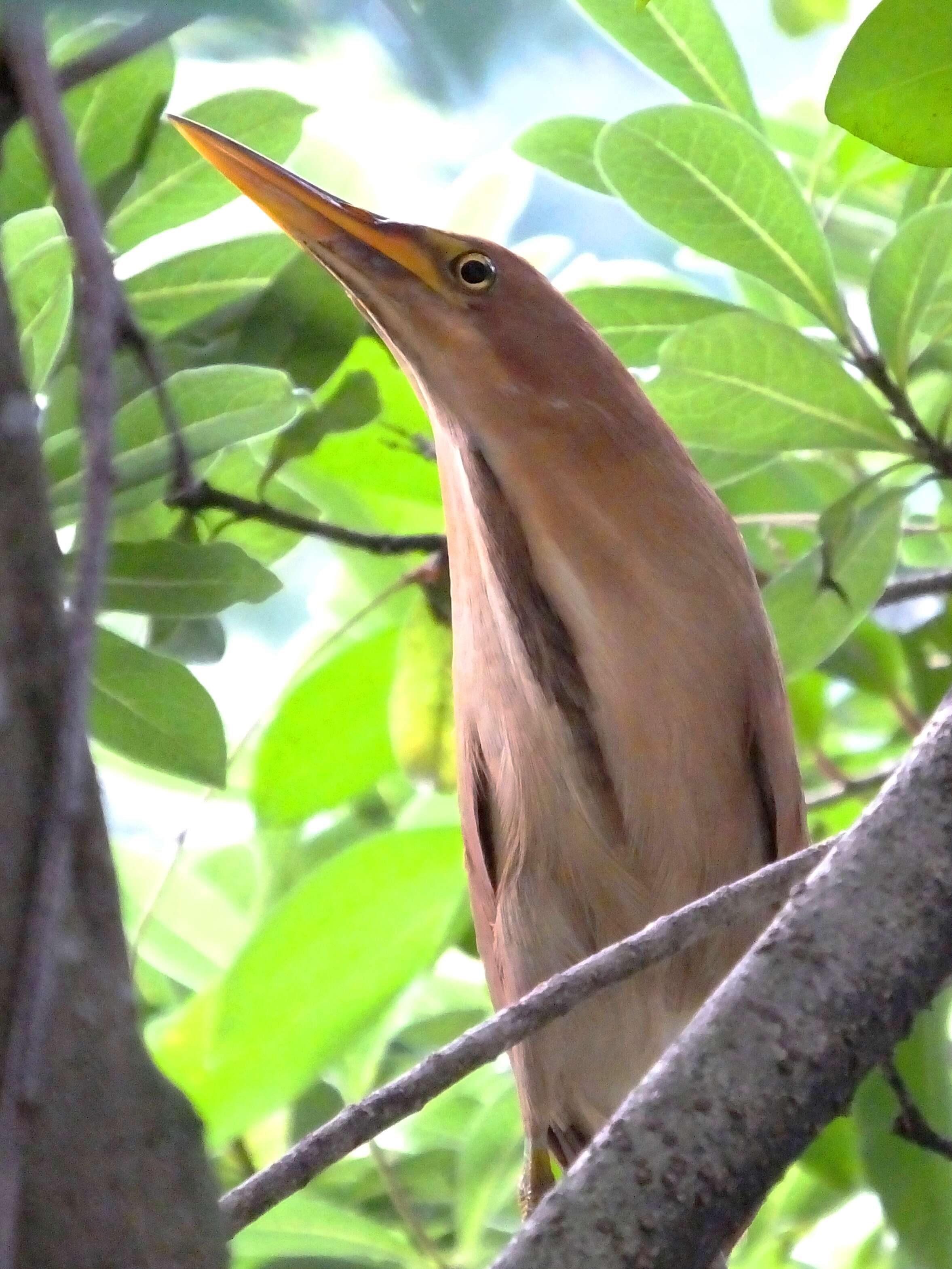 Image of Cinnamon Bittern