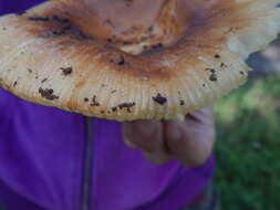 Image of Stinking Russula