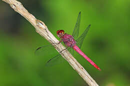 Image of Carmine Skimmer