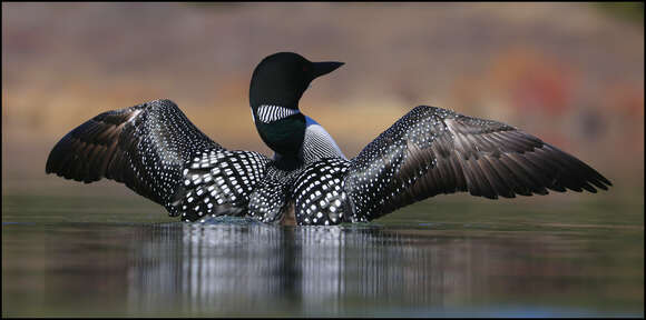 Image of loons