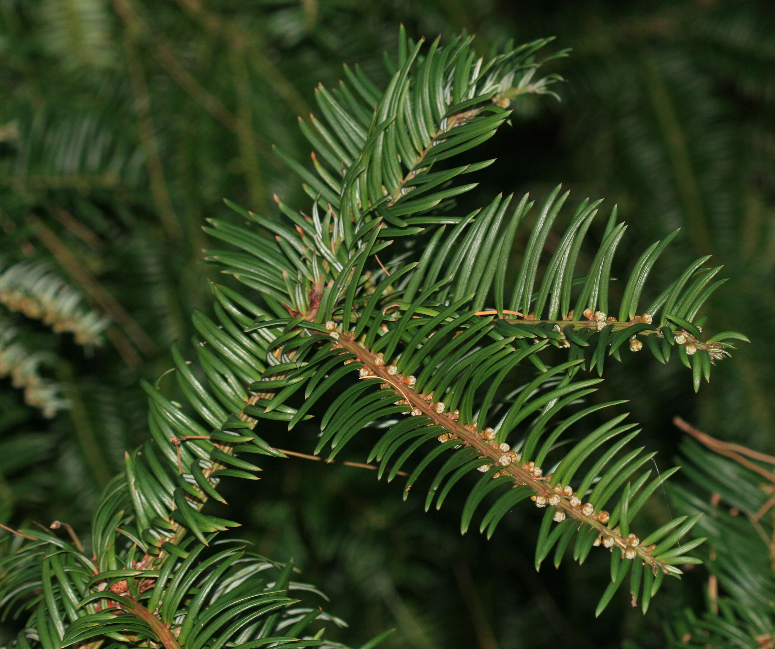 Sivun Cephalotaxus sinensis (Rehd. & E. H. Wilson) H. L. Li kuva