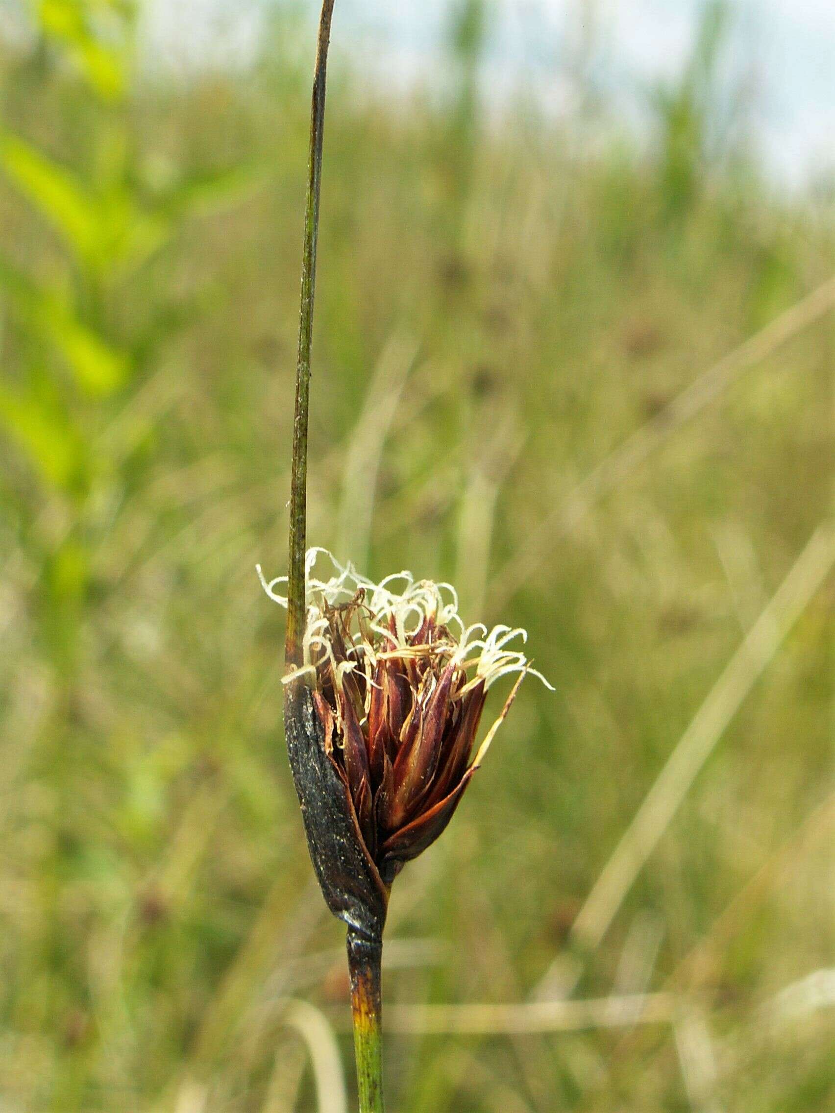 Schoenus nigricans L. resmi