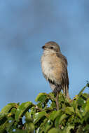 Image of Brown Shrike