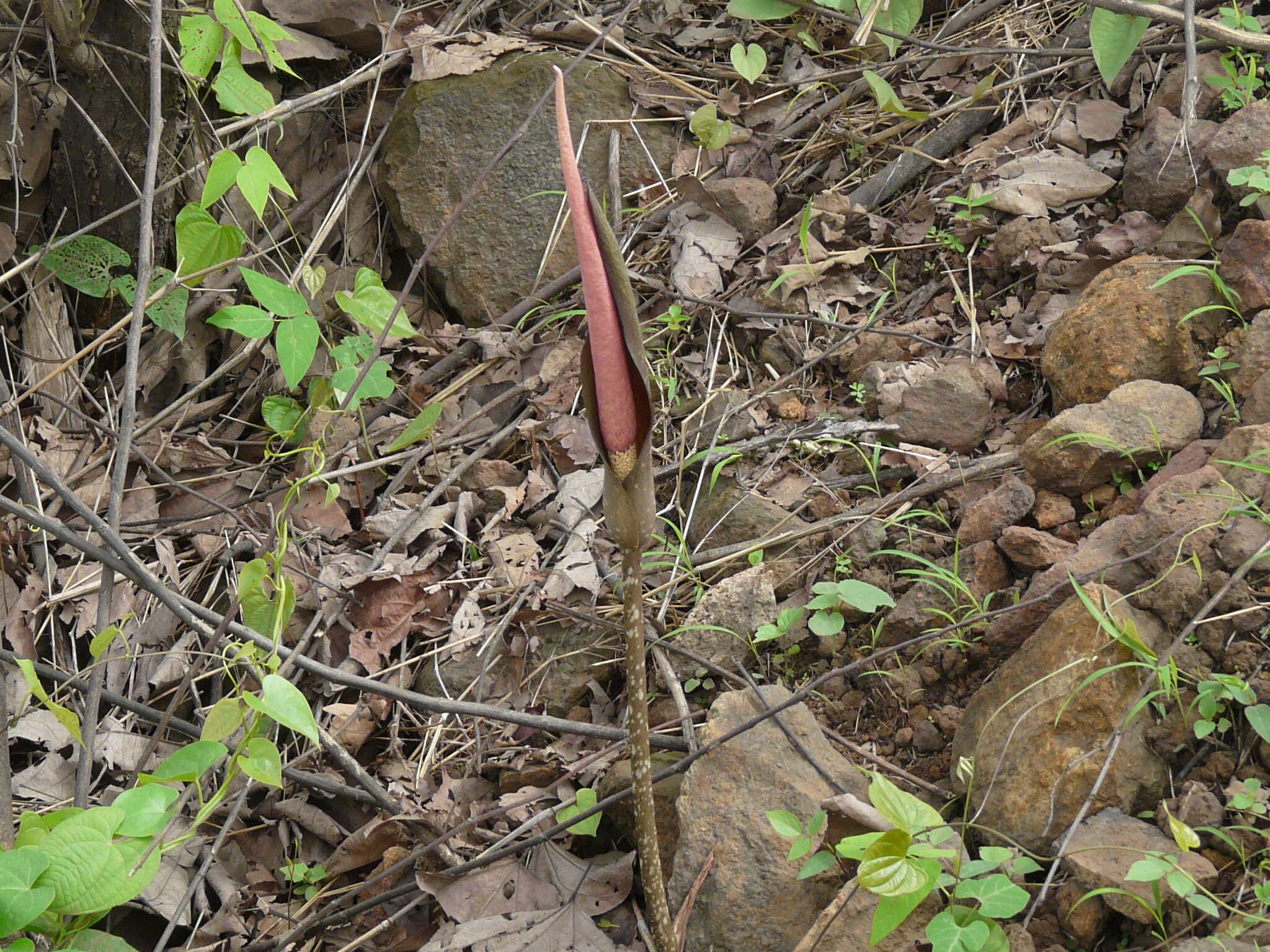 Amorphophallus commutatus (Schott) Engl. resmi