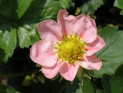 Image of Garden strawberry