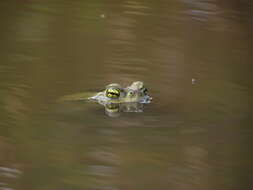 Rhinella arenarum (Hensel 1867)的圖片