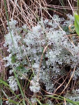 Image of Artemisia austriaca Jacq.