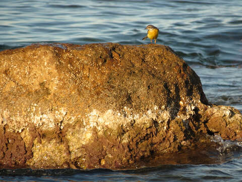 Image of Grey Wagtail