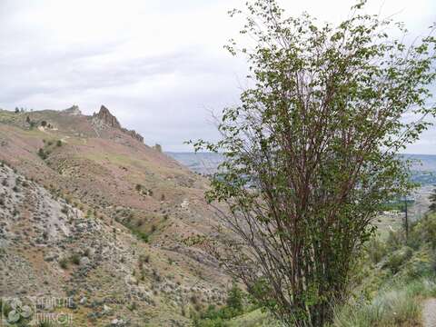 Image of Saskatoon serviceberry