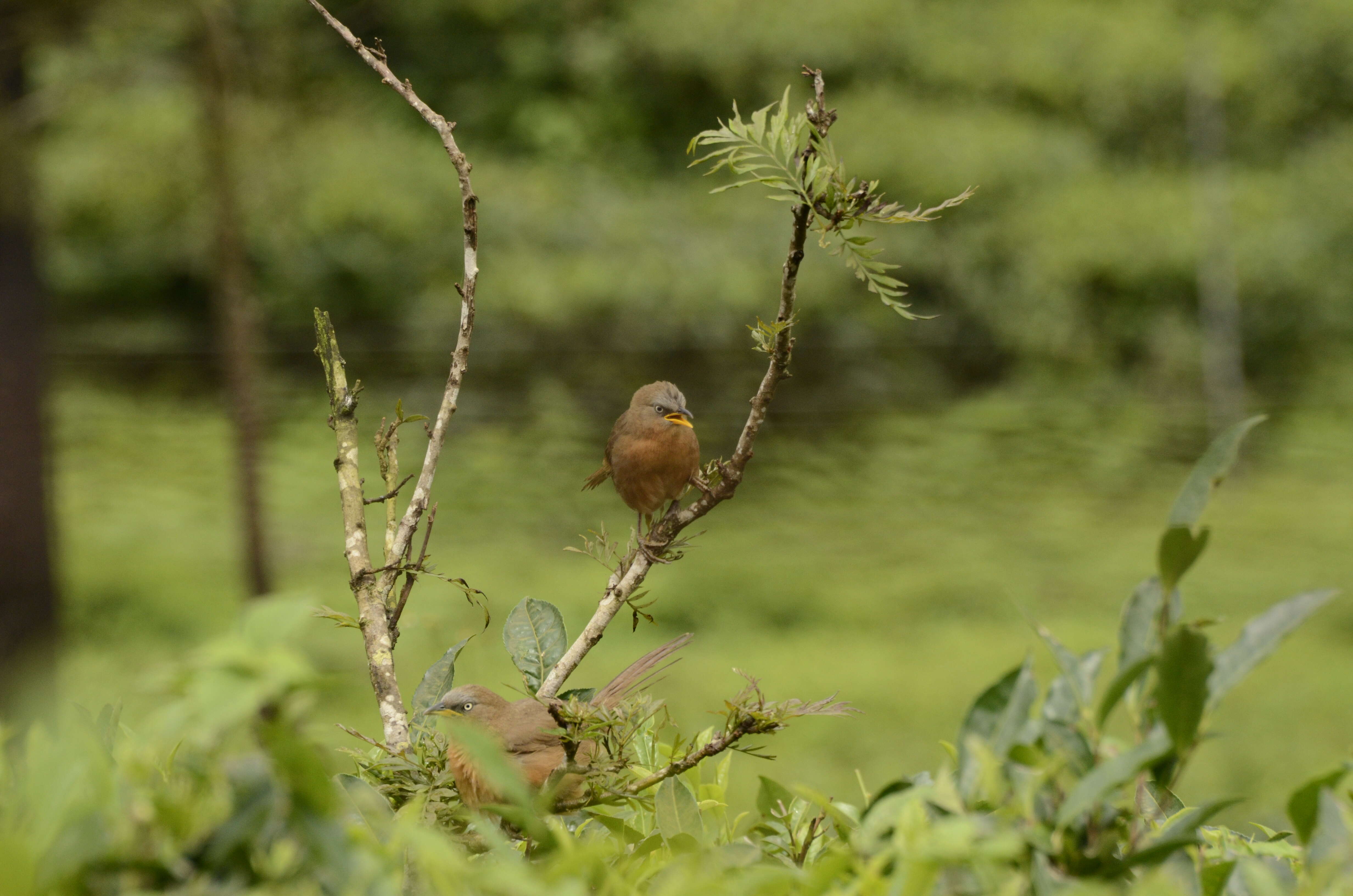 Image of Rufous Babbler