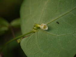 Image of Solena amplexicaulis (Lam.) Gandhi ex Saldanha & Nicolson