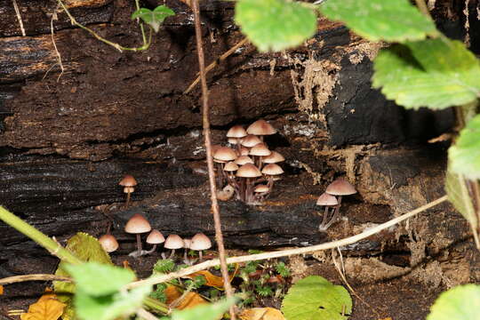 Image of Mycena haematopus (Pers.) P. Kumm. 1871