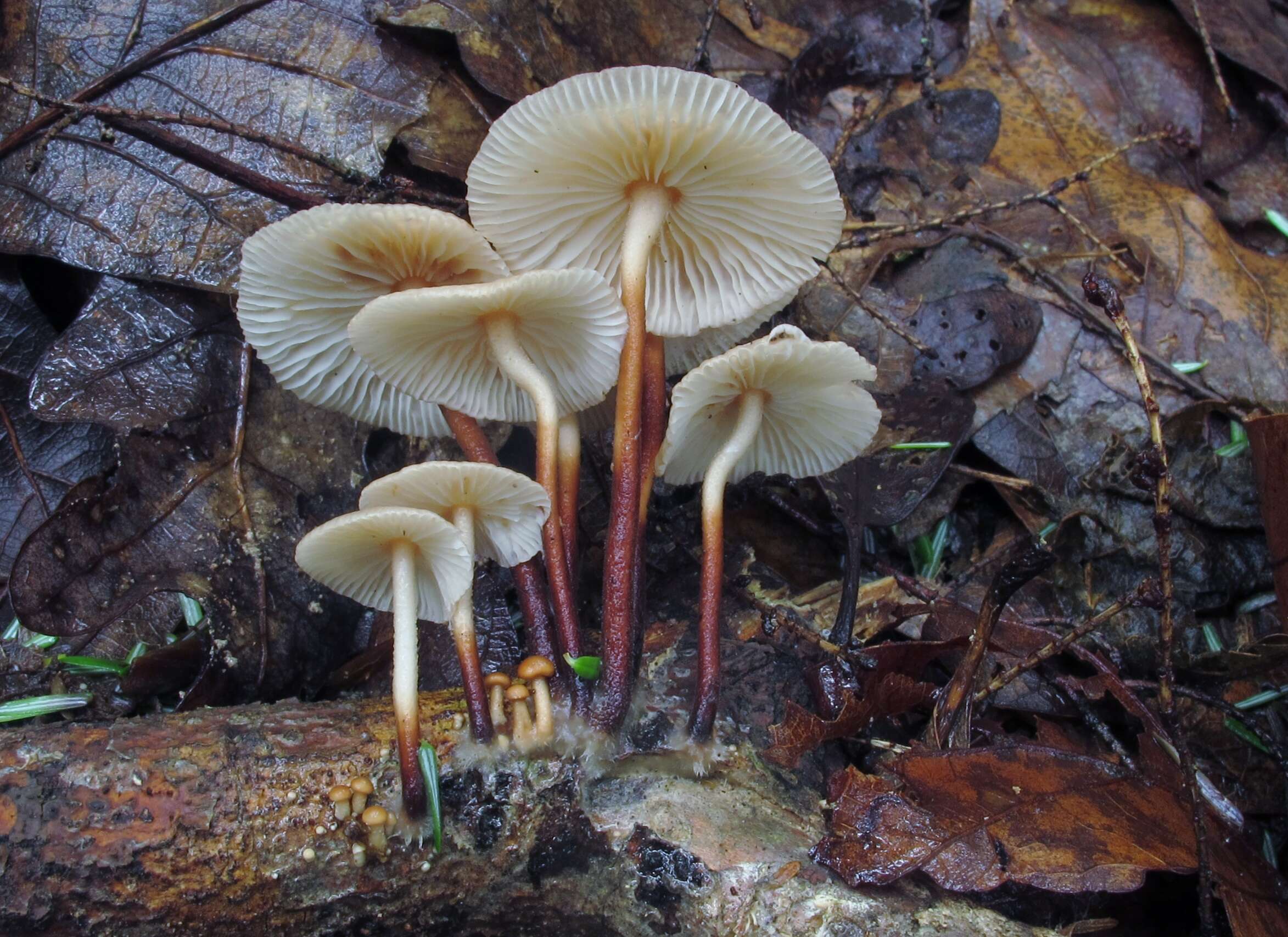 Image of Marasmius cohaerens (Pers.) Cooke & Quél. 1878