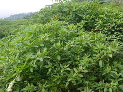 Image of tropical pokeweed