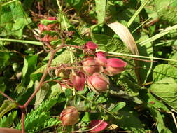 Image of antigonon