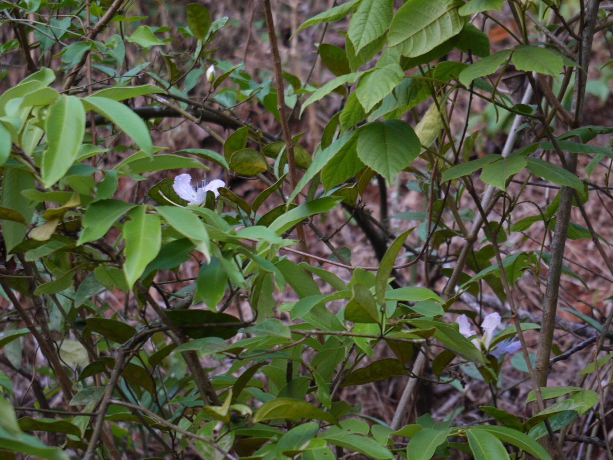 Image de Capparis zeylanica L.