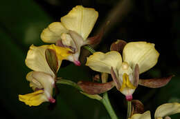 Plancia ëd Eulophia streptopetala Lindl.