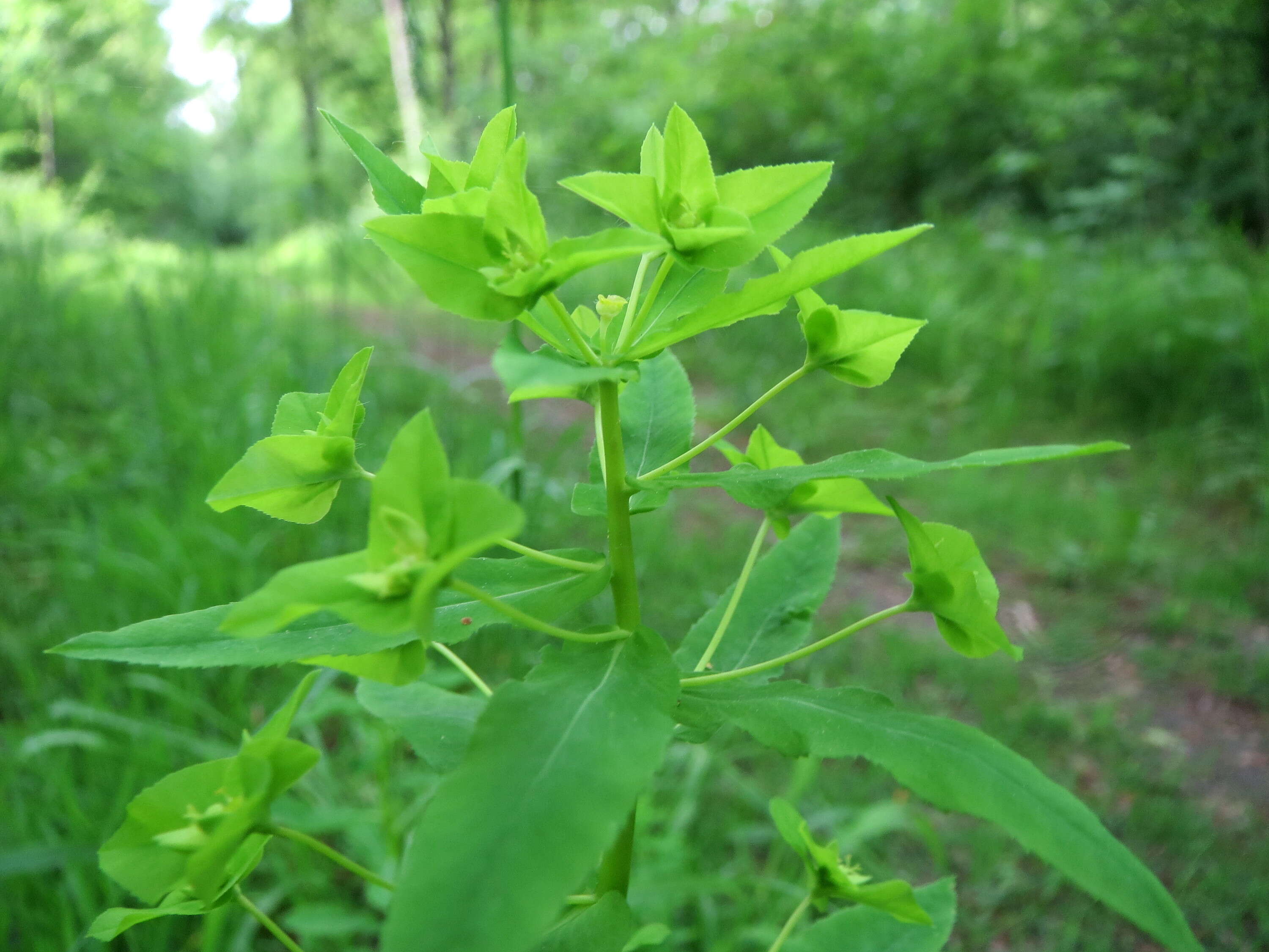 Image of sweet spurge