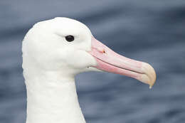 Image of Royal Albatross