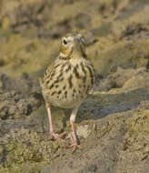 Image of Tree Pipit