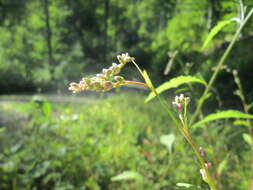 Image of Dock-Leaf Smartweed