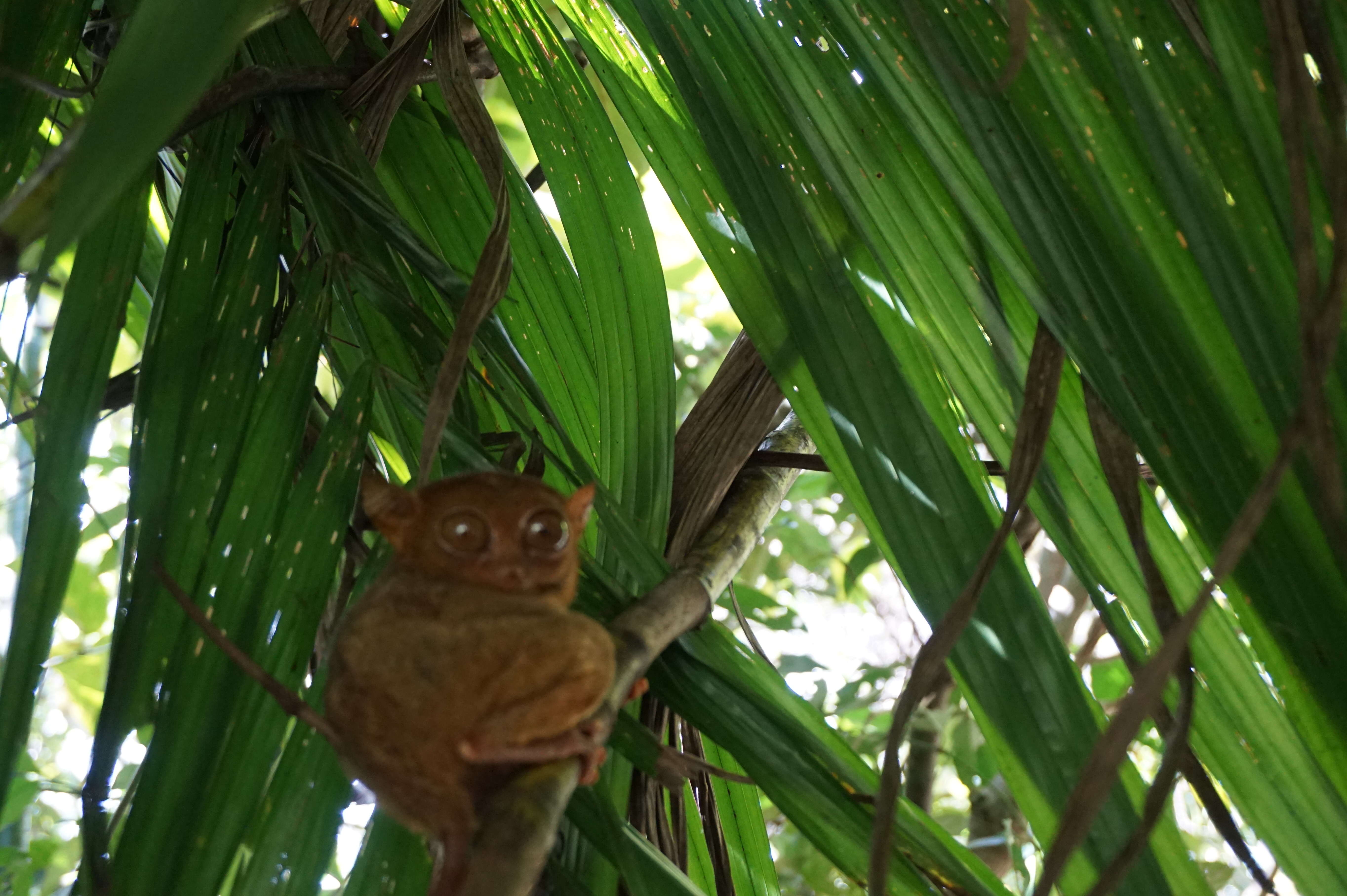 Image of Philippine tarsier