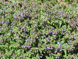 Image of Lungwort