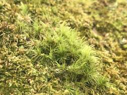 Image of Broom Moss