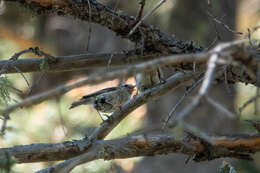 Image of Golden-crowned Kinglet