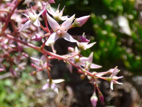 Image of Cape Province pygmyweed