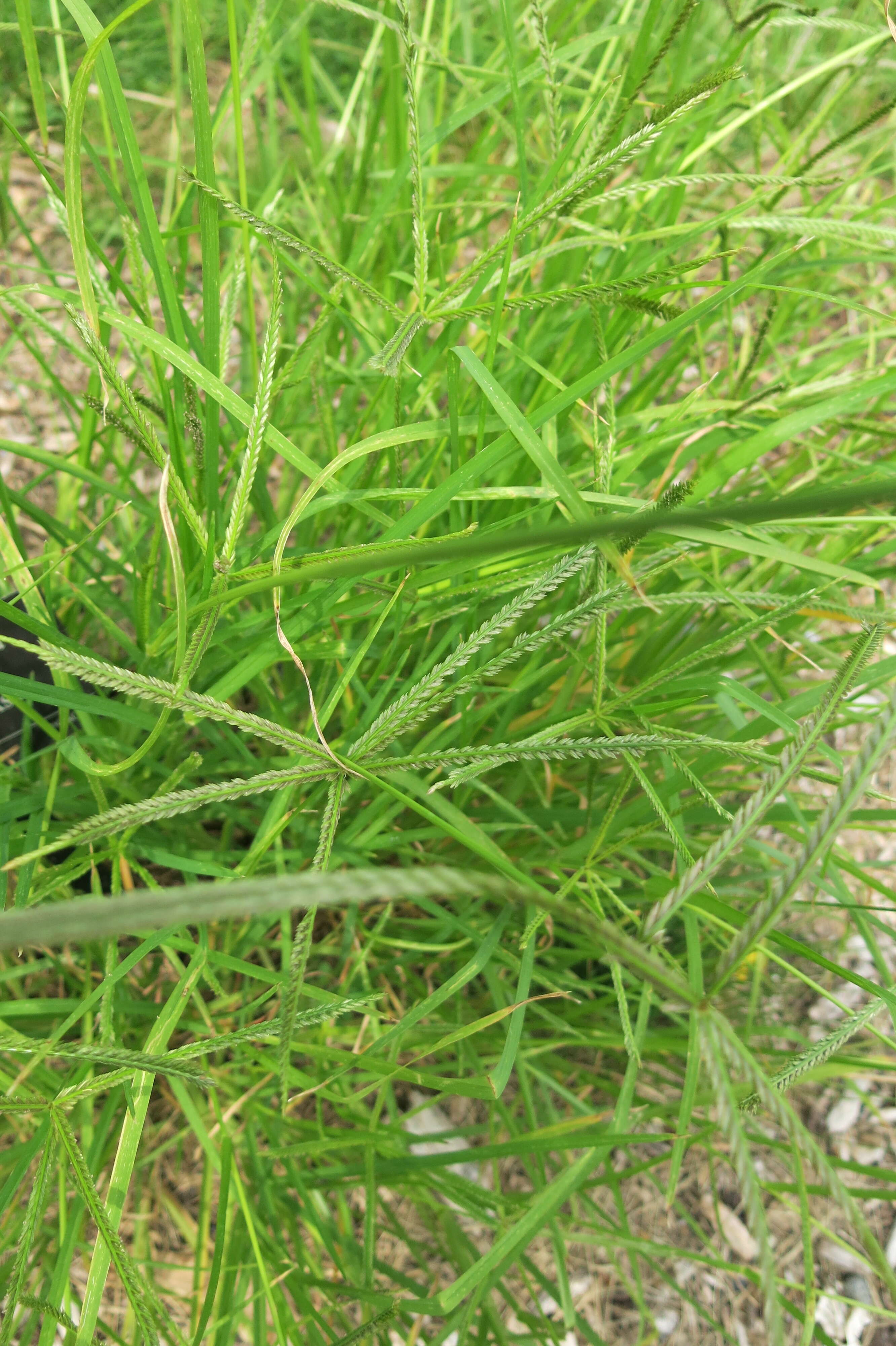 Image of Indian goosegrass