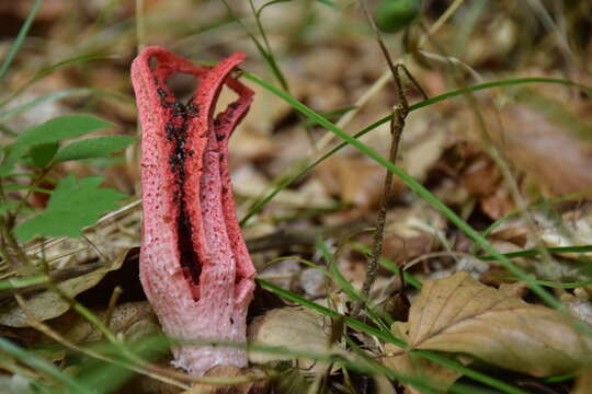 Image of octopus stinkhorn