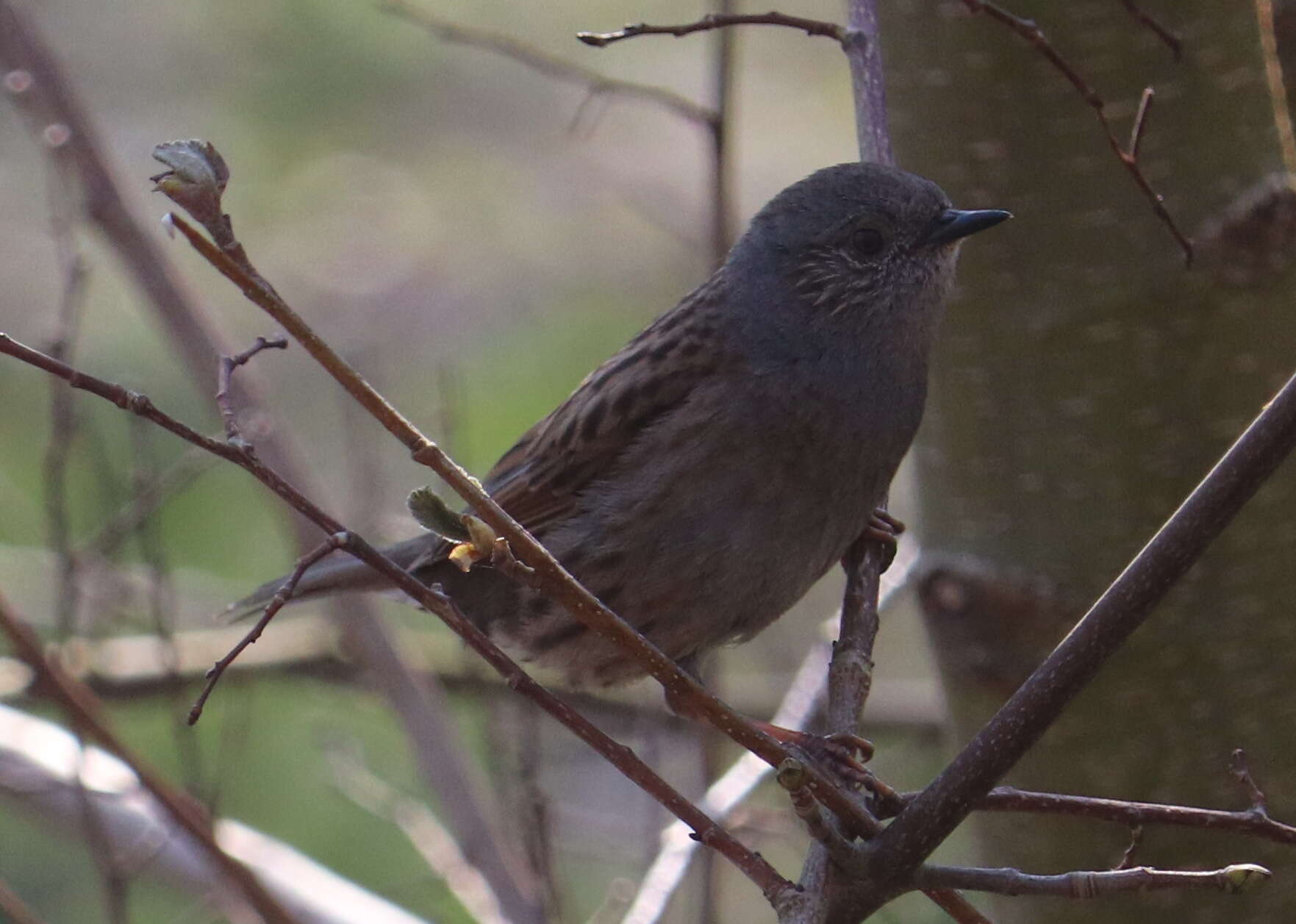 Image of Dunnock