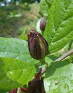 Image de Calycanthus floridus L.