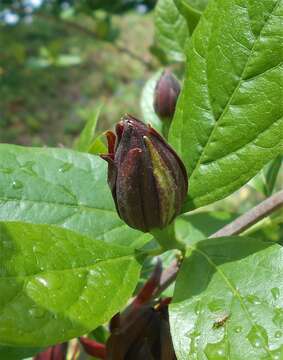 Image de Calycanthus floridus L.