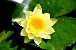 Image of waterlilies